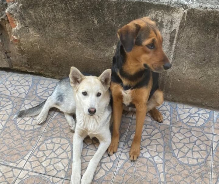 Tutores oferecem recompensa para quem ajudar a encontrar Kira e Hannah